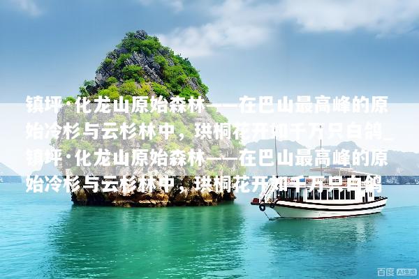 镇坪·化龙山原始森林——在巴山最高峰的原始冷杉与云杉林中，珙桐花开如千万只白鸽_镇坪·化龙山原始森林——在巴山最高峰的原始冷杉与云杉林中，珙桐花开如千万只白鸽
